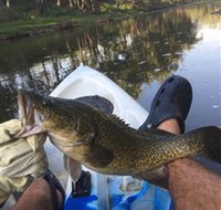 Dumaresq Homestead - Hervey Bay Accommodation