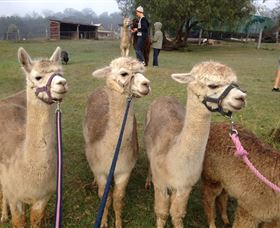 Bunyip Springs Farmstay - Hervey Bay Accommodation 0
