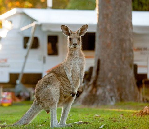 BIG4 Sunshine South West Rocks Holiday Park - Hervey Bay Accommodation 5