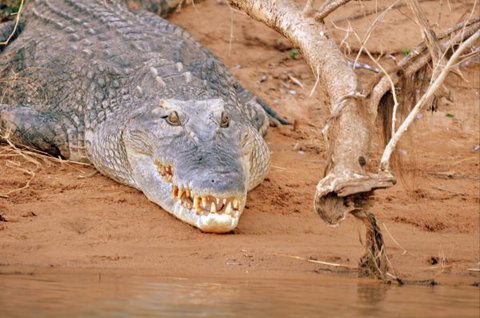 Mount Nancar Wilderness Retreat - Hervey Bay Accommodation 4