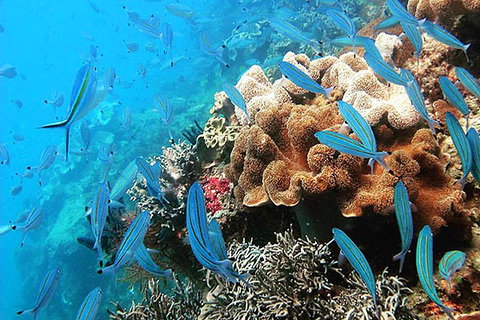 Ocean Free And Ocean Freedom - Cairns Premier Reef And Island Tours - Hervey Bay Accommodation 2