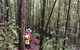 Eastern Dandenong Ranges Visitor Information Centre - thumb 11
