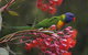 Eastern Dandenong Ranges Visitor Information Centre - thumb 16
