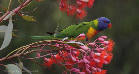 Eastern Dandenong Ranges Visitor Information Centre - Hervey Bay Accommodation 16