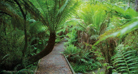 Eastern Dandenong Ranges Visitor Information Centre - Hervey Bay Accommodation 17
