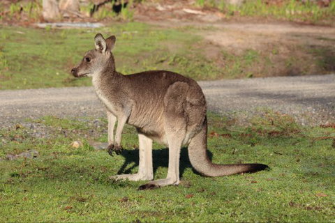 Mackey's Peak Villas - Hervey Bay Accommodation 6
