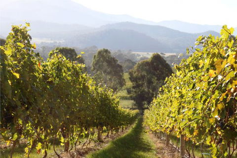 Pizzini's Vineyard Guesthouse - Hervey Bay Accommodation 6