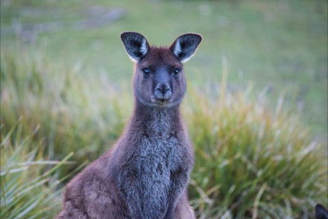 Postmans Cottage - Flinders Chase National Park - Hervey Bay Accommodation 4