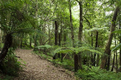 The Jungle Lodge, Blue Mountains Botanic Gardens - Hervey Bay Accommodation 7
