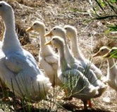 Duck Duck Goose Bed and Breakfast - Hervey Bay Accommodation