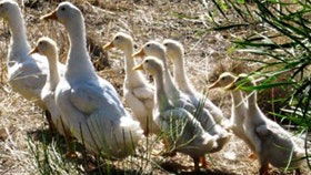 Duck Duck Goose Bed And Breakfast - Hervey Bay Accommodation 0