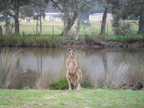 Grampians Chalets - Hervey Bay Accommodation 4