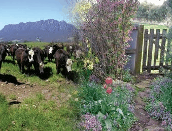 Carinya Farm Holiday Retreat - Tourism Hervey Bay 3