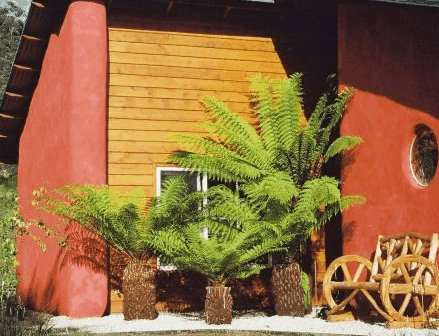 Whispering Spirit Cottage  Miniature Pony Stud - Hervey Bay Accommodation
