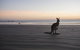 Cape Hillsborough National Park Camping Ground - thumb 2