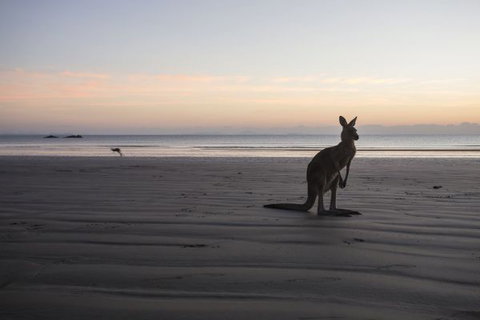 Cape Hillsborough National Park Camping Ground - Hervey Bay Accommodation 2