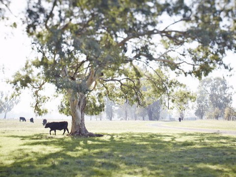 WillOaks B&B - Tourism Hervey Bay 7