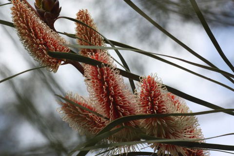 Kurringai Cottage - Hervey Bay Accommodation 8