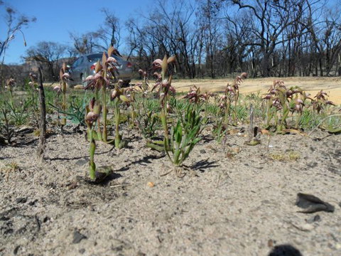 Mount Zero Log Cabins - Hervey Bay Accommodation 2