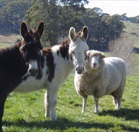 Avaleigh Elms Farmstay - Hervey Bay Accommodation