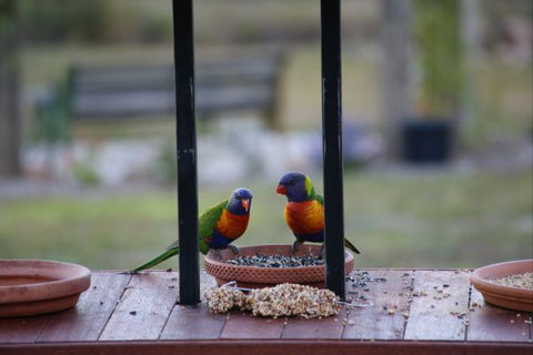 BellbirdHill Bed And Breakfast - Hervey Bay Accommodation 9