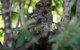 Bush Oasis Caravan Park - thumb 7