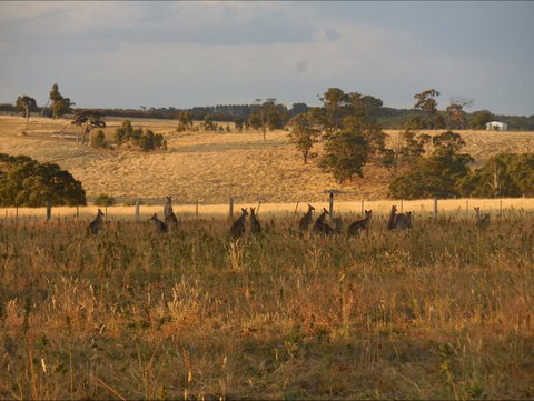 Bunjil Farm - Hervey Bay Accommodation 8