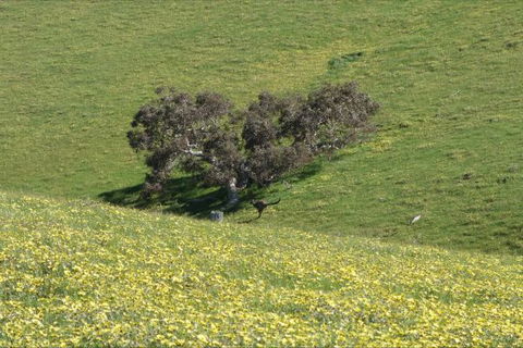 Morella Farm Stay - Hervey Bay Accommodation 9