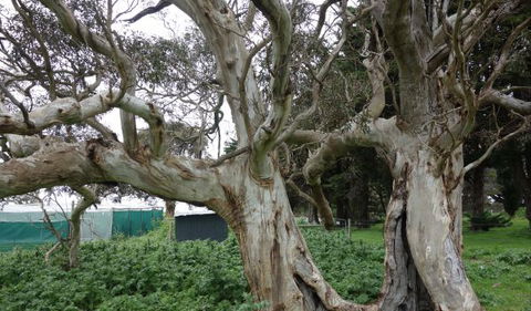 Morella Farm Stay - Hervey Bay Accommodation 10
