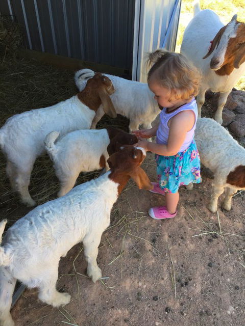 Yalooka Farm - Hervey Bay Accommodation 7
