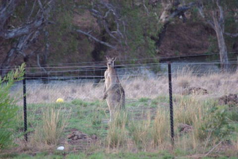 Yalooka Farm - Hervey Bay Accommodation 9