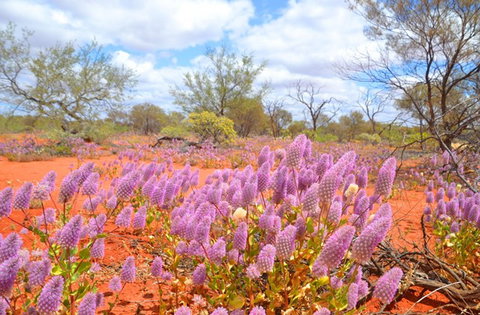 Murchison Oasis Roadhouse, Motel, Caravan Park - Hervey Bay Accommodation 1