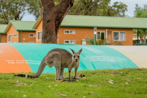 BIG4 Moruya Heads Easts Dolphin Beach Holiday Park - Hervey Bay Accommodation 7