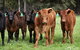 Boronia Farm - thumb 3