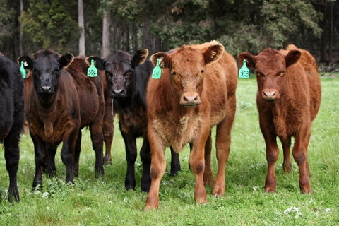 Boronia Farm - Hervey Bay Accommodation 3