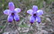 Boronia Farm - thumb 4