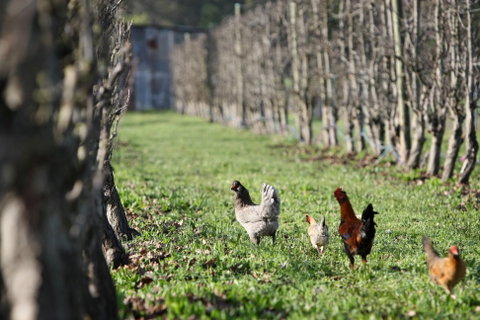 Boronia Farm - Hervey Bay Accommodation 8