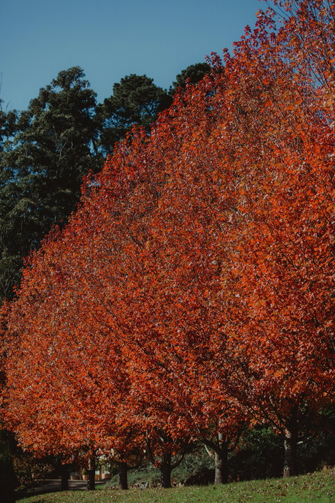 Dennarque Estate - Tourism Hervey Bay 6