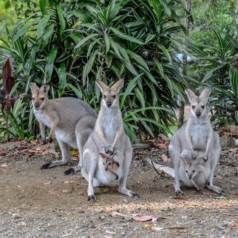 Maleny Country Cottages - Tourism Hervey Bay 9