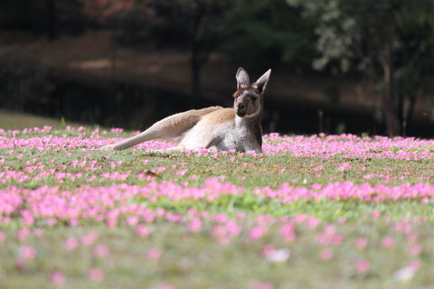 Marima Cottages - Hervey Bay Accommodation 5