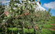 Melrose Cottage - thumb 5