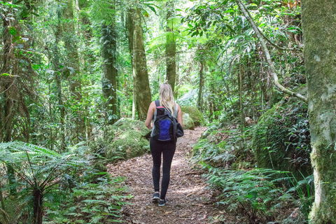 O'Reilly's Rainforest Retreat - Hervey Bay Accommodation 5