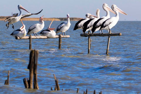 Pelican Perch Retreat - Hervey Bay Accommodation 0