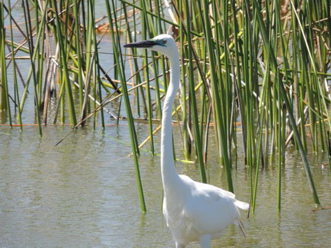PS Federal Retreat Goolwa - Tourism Hervey Bay 6