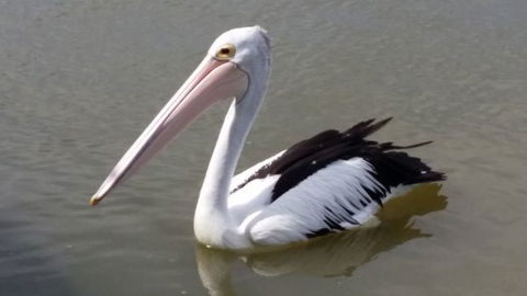 PS Federal Retreat Goolwa - Tourism Hervey Bay 7