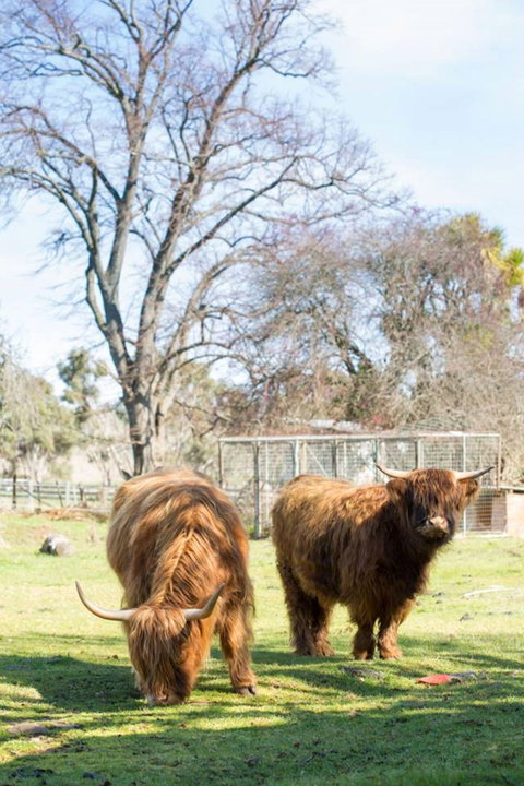 Ratho Farm - Hervey Bay Accommodation 8