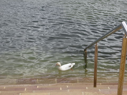 Studio At Careel Bay - Hervey Bay Accommodation 6