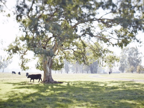 WillOaks B&B - Tourism Hervey Bay 7