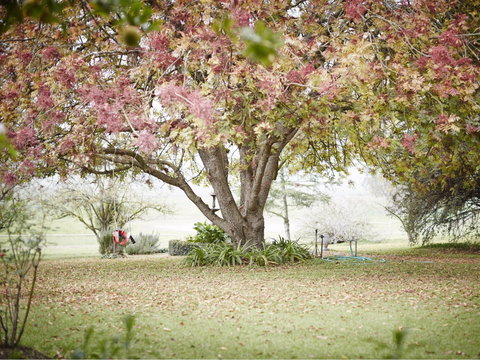 WillOaks B&B - Tourism Hervey Bay 8