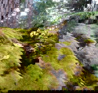 Fernhook Falls Camp at Mount Frankland South National Park - Hervey Bay Accommodation